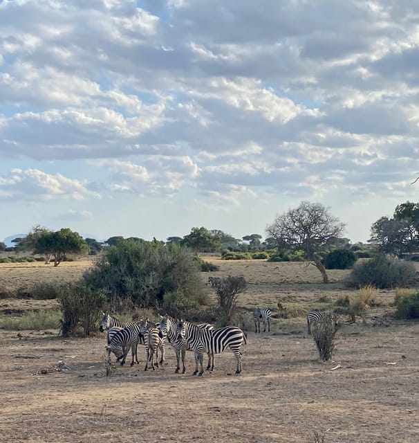 From Mombasa Day Tsavo West Amboseli And Tsavo East Getyourguide