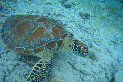 Lombok: Private Island Tour with Snorkeling