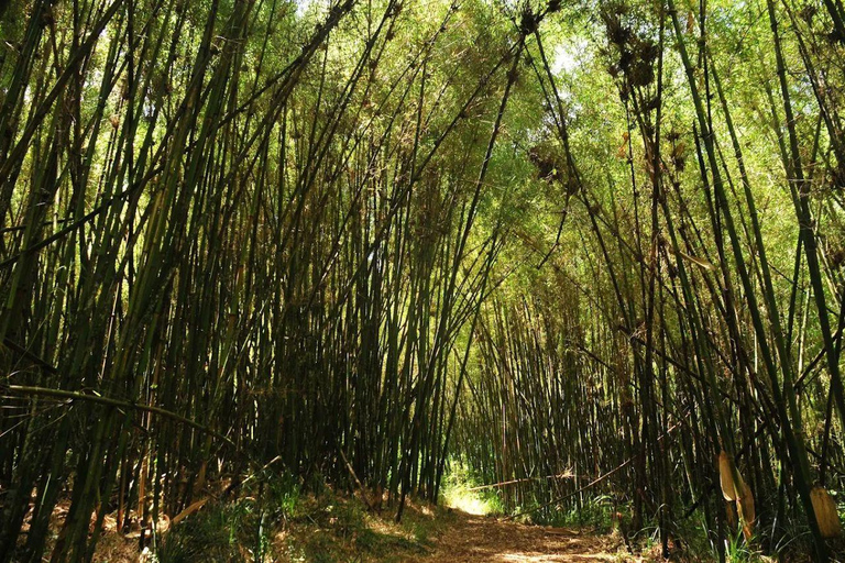 Nairobi: Overnight Adventure in Aberdare National Park