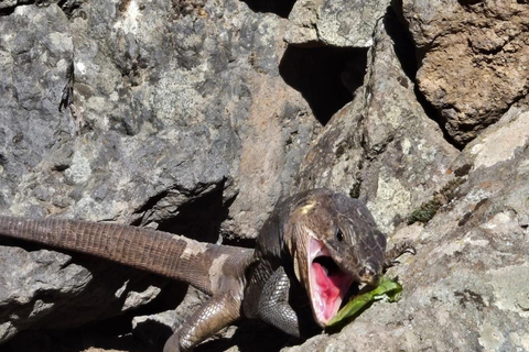 Gran Canaria: excursie naar de Barranco de los CernícalosGran Canaria: trip naar de Barranco de los Cernícalos