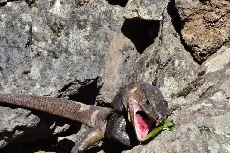 Gran Canaria: excursie naar de Barranco de los CernícalosGran Canaria: trip naar de Barranco de los Cernícalos