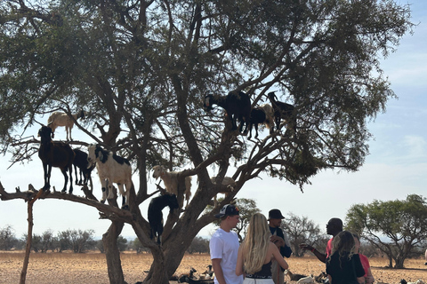 Agadir: Goats on Trees & Crocoparc Tour Goats on Trees & Crocoparc – Entry Ticket Included