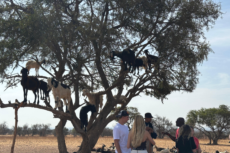 Agadir: Goats on Trees & Crocoparc Tour Goats on Trees & Crocoparc – Entry Ticket Included