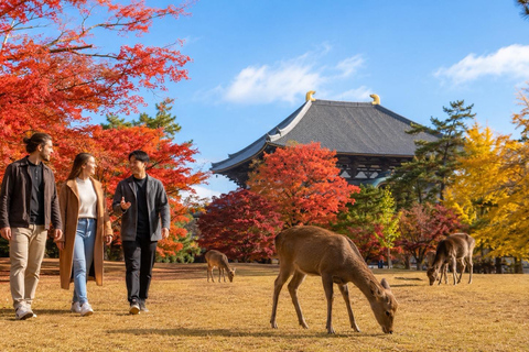 Nara: Autumn Colors, Deer & Historic Park Walk Early Bird 20% Off – Limited Autumn Offer