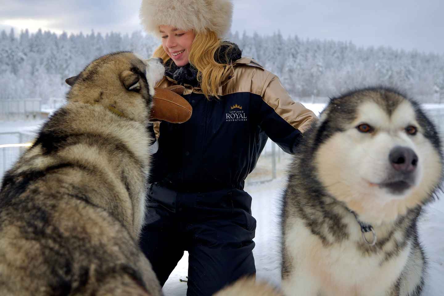 Rovaniemi: Lapland Wilderness Husky Safari 7,5 km