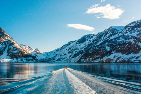 Safari aux baleines à Tromsø avec le MS Trolltind Nordic