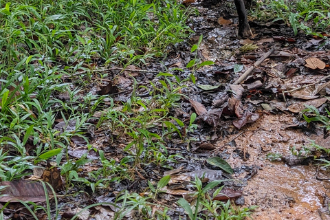 Panamá; San Blas Dos días en la selva todo incluido