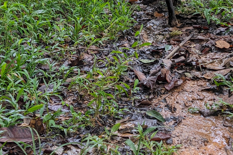 Panamá; San Blas Dos días en la selva todo incluido