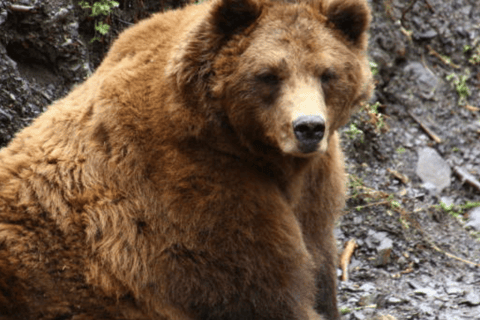 Sitka: Totem Poles, Raptor Centre, & Fortress of Bears Tour Sitka: Totem Poles, Local History and Fortress of Bears Tour