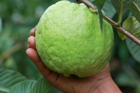 奔巴岛：香料农场与姆纳拉尼遗址之旅