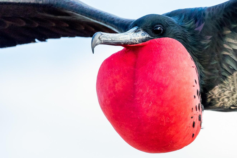 Affordable Galapagos 8 Days Tour