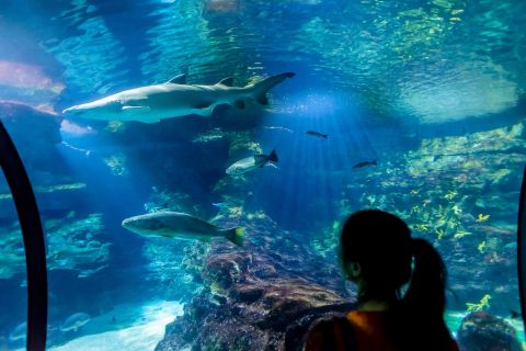 Barcelona Aquarium: Ohita jonot -sisäänpääsylippu