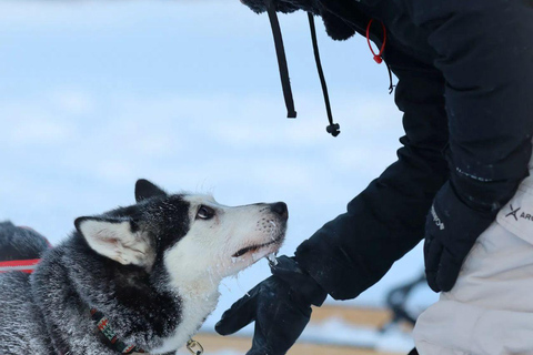 Levi: Husky Farm Visit, Sleigh Ride and Husky Hugging