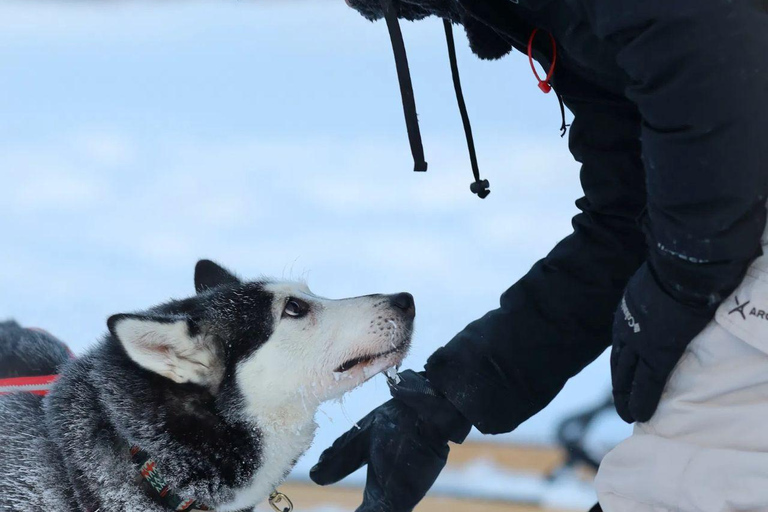 Levi: Husky Farm Visit, Sleigh Ride and Husky Hugging