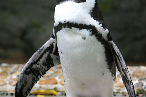 Singapur: bilet wstępu do Ptasiego RajuStandardowy wstęp dla turystów