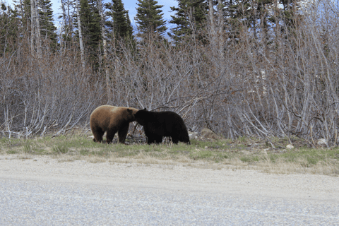 Small Group Skagway, White Pass & Gold Rush Adventure