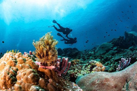 Nusa Penida: Excursão guiada de 1 dia para mergulho com snorkel e ilha