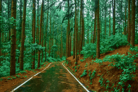 From Colombo:Elephant Orphanage,Ambuluwawa & Tea Museum Tour