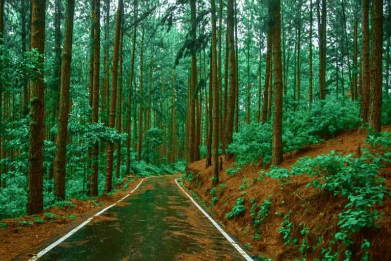 From Colombo:Elephant Orphanage,Ambuluwawa & Tea Museum Tour