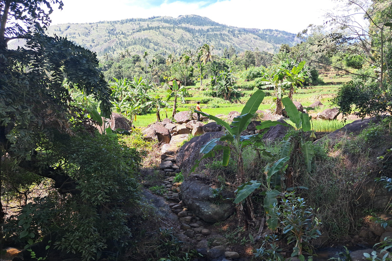 Belihuloya Village Tour with Lunch Ihala Galagama Village Trail with Lunch