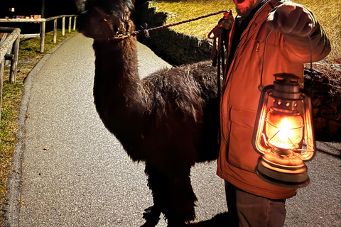 Guided llamawalk with a traditional, homemade cheesefondue