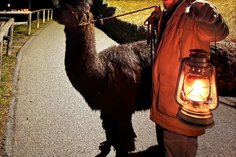 Guided llamawalk with a traditional, homemade cheesefondue