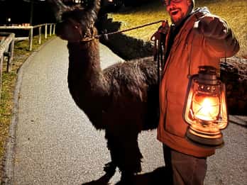 Passeggiata guidata in lama con un tradizionale cheesefondue fatto in casa
