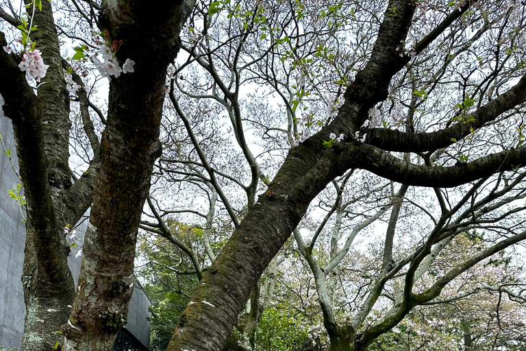 Jeju: Kersenbloesem en aardbeien plukken tour in kleine groep