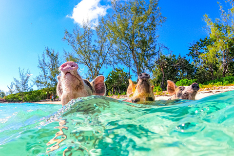 Nassau: Pigs Beach Trip by Boat with Swimming and Feeding