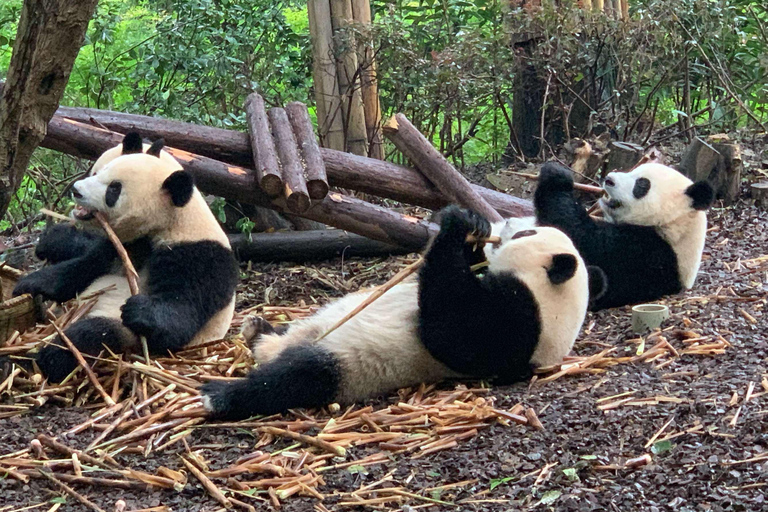 Excursion d&#039;une journée à la base de pandas de Chengdu et au bouddha géant de LeshanVisite privée de la base de pandas de Chengdu et du Bouddha de Leshan