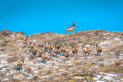 Semi Gobi con i nomadi ed esplorazione del Parco Nazionale di Khugnu Tarna