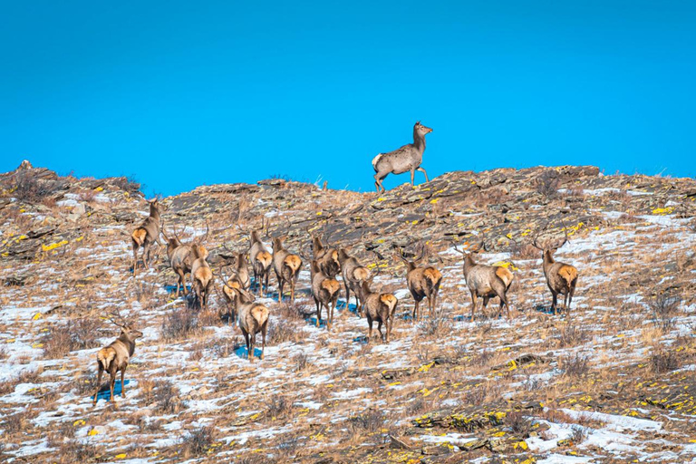 Semi Gobi overnachting met nomade en Khustai nationaal park