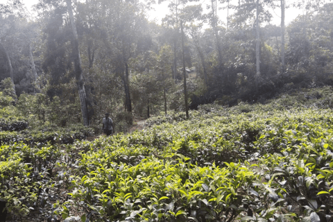 Polgampola Waterfall Tour by Tuk Tuks From Bentota area