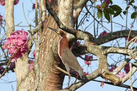 Cartagena: Excursão privada de observação de aves no Canal del dique