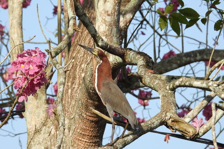 Cartagena: Private tour of bird watching in the Canal del dique