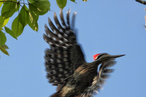 Chitwan: 4-Day Jungle Safari Full Package all inclusive