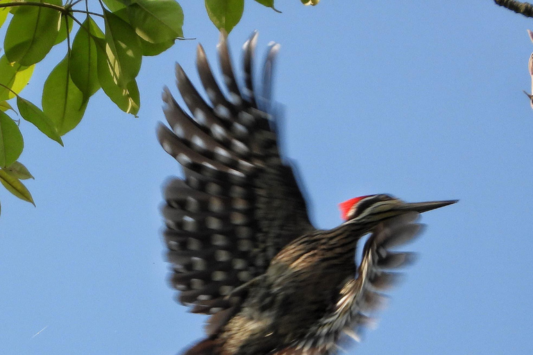 Chitwan: 4-Day Jungle Safari Full Package all inclusive