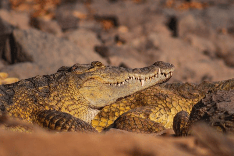 Addis Ababa: 3 Days Awash National park Safari Tour