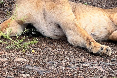 Nairobi National Park Half-Day Safari – Wildlife Game Drive