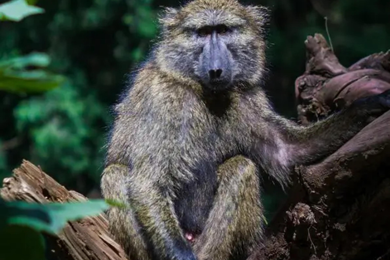 Addis Ababa: Full-Day Nature Tour with Wildlife & Villages