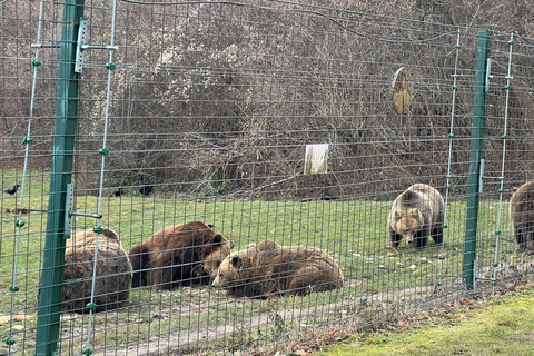 Brașov Bear Sanctuary Tour, Private group with Entry Ticket