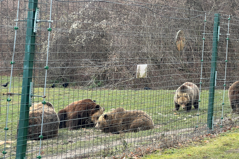 Brașov Bear Sanctuary Tour, Private group with Entry Ticket