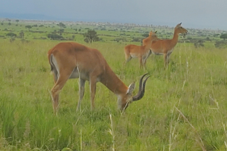 Murchison Falls National Park: 3-Day wildlife safari