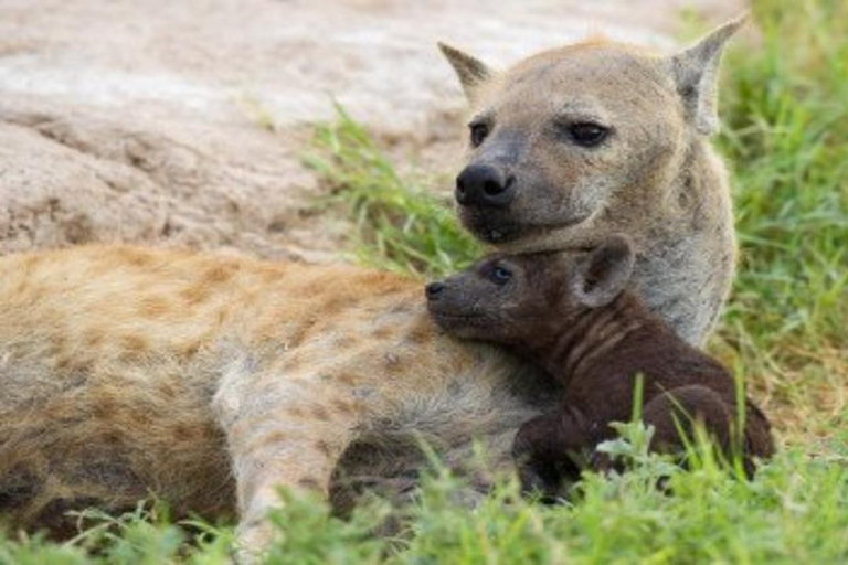 From Nairobi: 8-Day Mara, Nakuru, Naivasha & Amboseli Safari