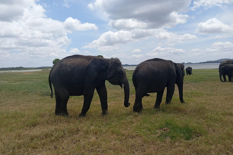 Desde Dambulla: Fortaleza de la Roca de Sigiriya y Safari en Minneriya