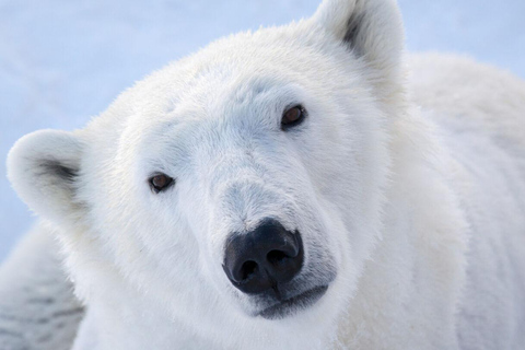 Au départ de Rovaniemi : visite du parc animalier de Ranua