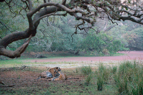 8-Day Golden Triangle Tour With Ranthambore & Jhalana Safari Tour With 3-Star Hotel Recommendation