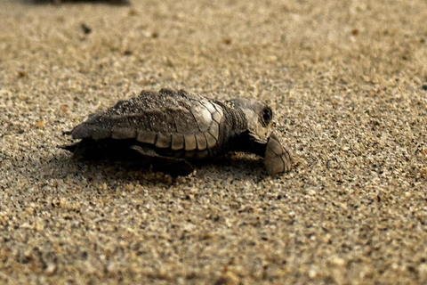 Puerto Escondido: Unforgettable Turtle Release Experience