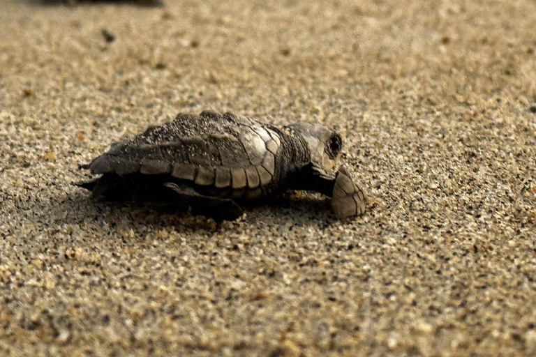 Puerto Escondido: Unforgettable Turtle Release Experience
