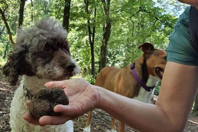 Tour di caccia al tartufo, Serbia